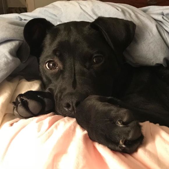 Meet your Posher, Rhea - Picture 1 of 1